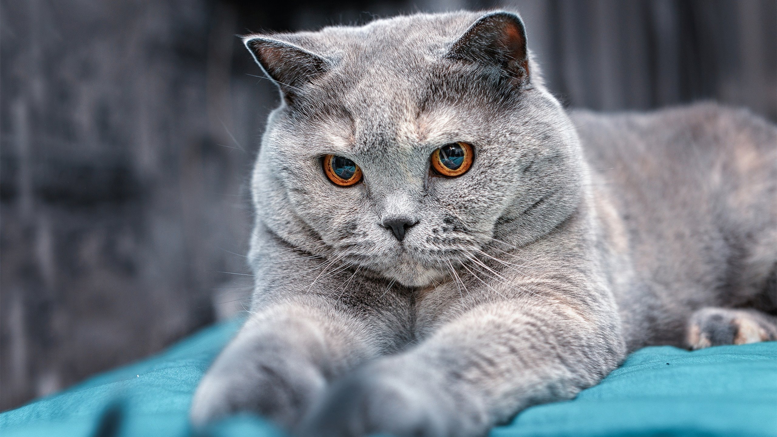 爱游戏体育APP下载-中国田径队奥运参赛名单正式确定，中国田径队在奥运会上拿过多少金牌