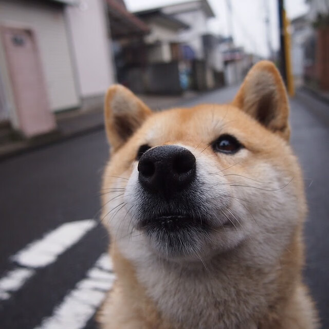 五大联赛主帅在高压时刻换人策略揭秘，五大联赛球员转会新闻