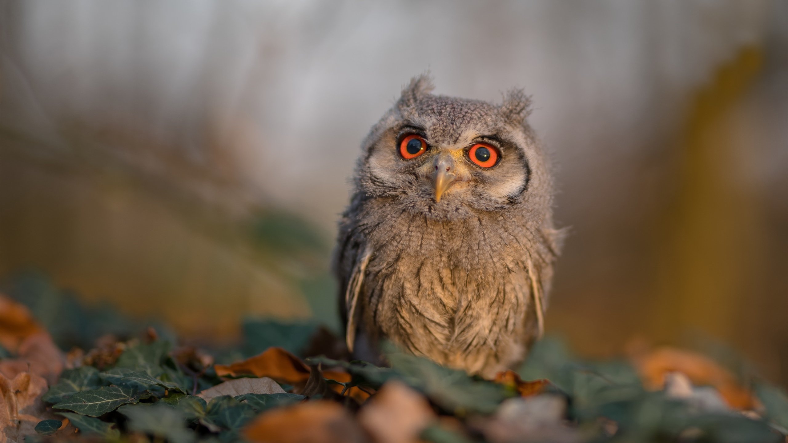 五大联赛是否在门将组织能力评估中加入传球意图评分,五大联赛门将不失球记录