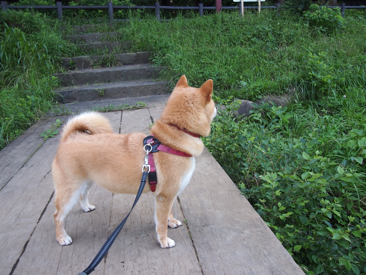 AYX GAME-体育专项课题研究成果服务实战训练，体育课题研究实施方案