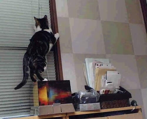 国内联赛双冠选手大举入选国家队，中国双冠王