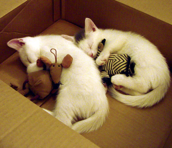 快攻发起时控卫如何判断推进节奏,快攻时犯规