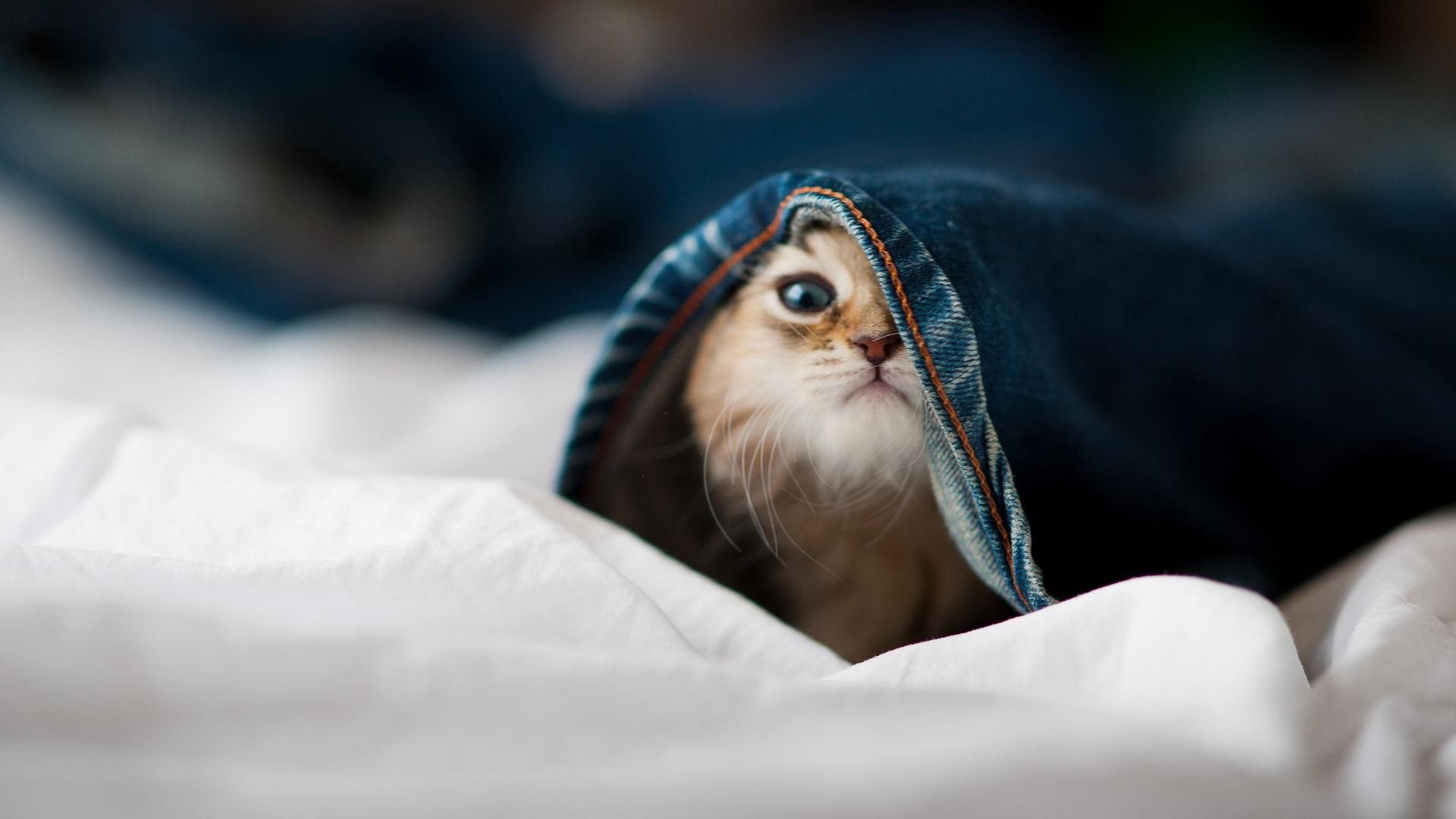 爱游戏体育平台-掩护质量直接影响进攻成功率，什么是掩护配合,其基本要求是什么