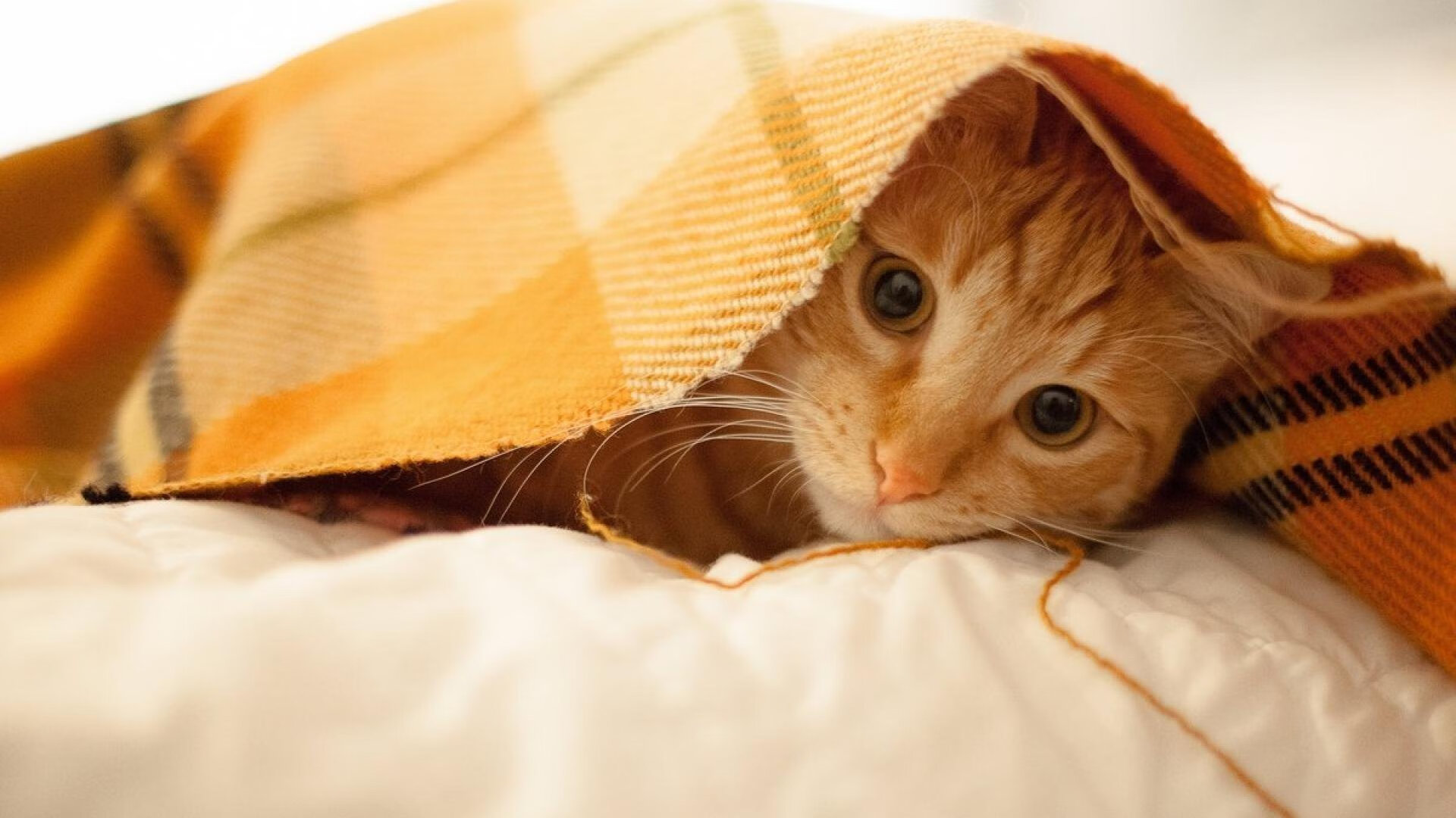 爱游戏在线登录入口-都灵持续进化防线保持零封纪录，都灵等级