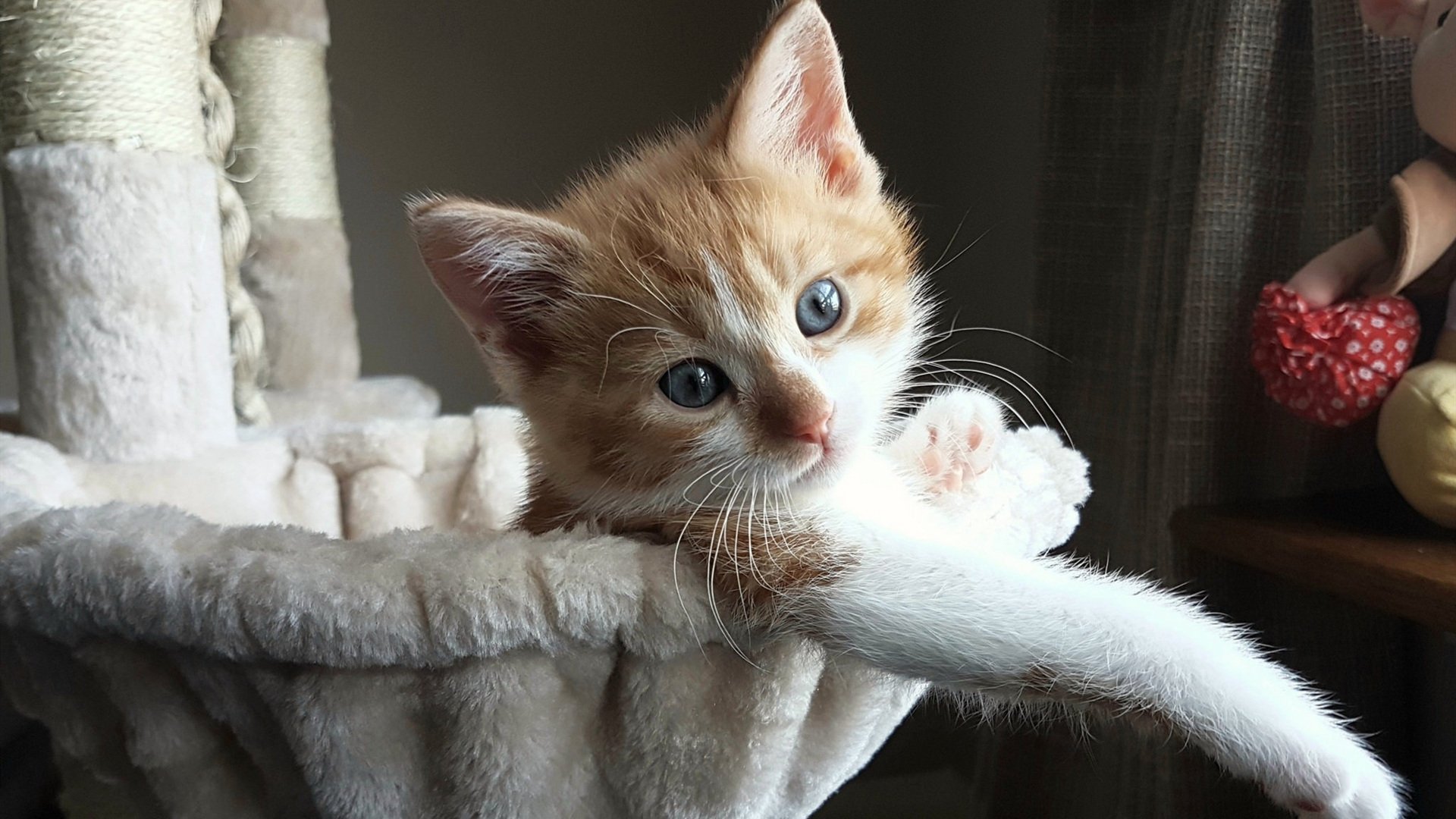 “华金·托比利亚：阿根廷美洲狮队的关键后卫，未来战术空间广阔”