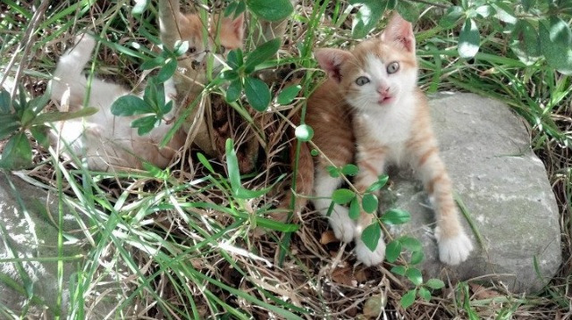 国家队控卫多样化训练应对不同战术体系挑战,国家队控球后卫排名