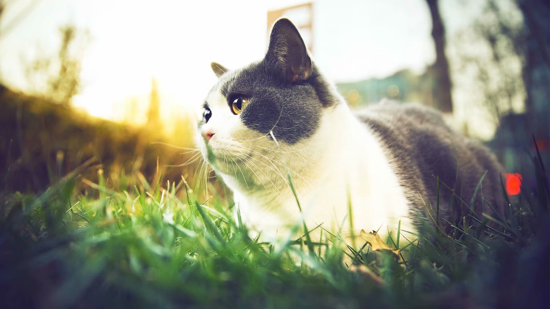 法甲新星闪耀:未来巨星崭露头角!,法甲新logo