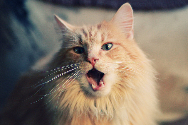 爵士调整轮换提升主力体能储备,爵士队伍