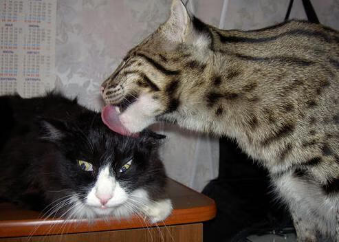 篮球青训营提供运动心理课程强化抗压能力,篮球心理训练